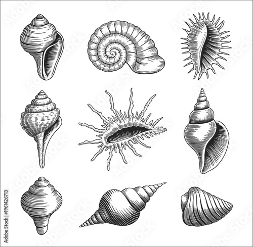 Collection of nine hand drawn black and white ink of various sea shells including spiral conch and spiky murex shells arranged in a grid on a plain white background