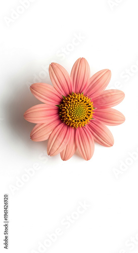 Close-up of a pink flower with yellow center on a white background, conveying freshness, simplicity, suitable for floral or botanical themes