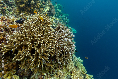 Coral reefs with diverse fish swimming in the waters of Misool, Raja Ampat, Papua, Indonesia