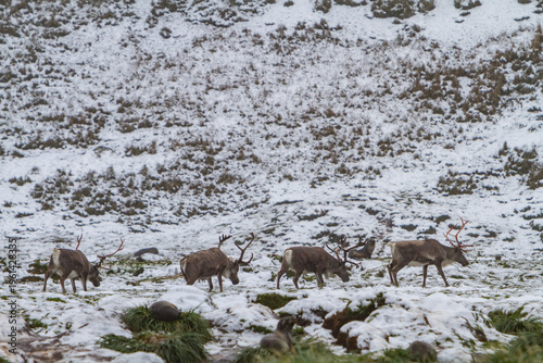 Small group of reindeer roam snowy landscape in Cumberland Bay, South Georgia before planned eradication