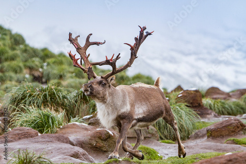Adult male reindeer walking on rocky terrain with grass in South Georgia during its natural habitat before eradication