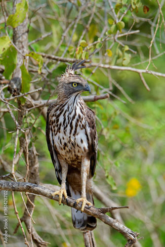 Changeable hawk-eagle perches on a tree branch in Sri Lanka near dense foliage