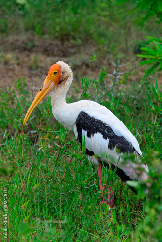 Painted stork foraging in grassland during daylight in a natural habitat in Sri Lanka