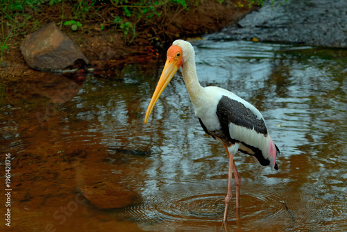 Painted stork walks and fishes in shallow water during the day in Sri Lanka