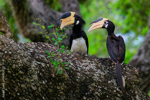 Malabar Pied-Hornbill couple resting on a branch in a forest of Sri Lanka