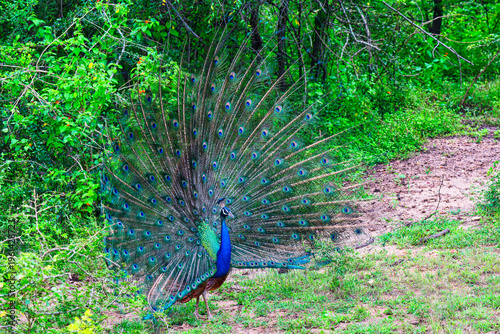 Indian Peafowl displaying feathers during a parade in Sri Lanka wildlife