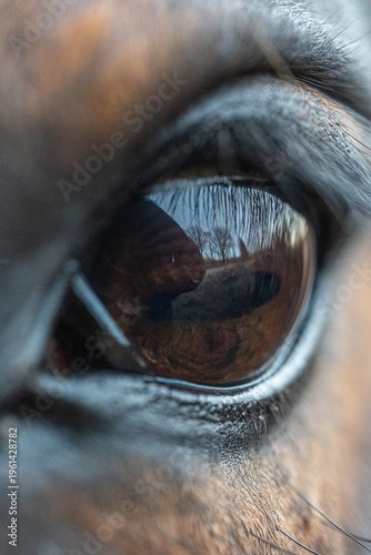 Obraz na plátně Extreme close up of horse eye with reflection, detailed equine macro showing eye