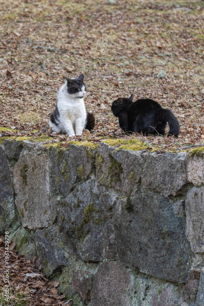 Obraz premium Two cats interacting on stone wall in natural outdoor setting, domestic animals in calm rural environment
