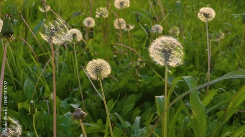 Close up: dandelion seed heads glowing in warm sunset light in green grass field with soft bokeh and spring atmosphere