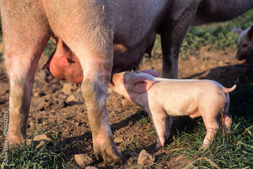 Sow nurses piglet on a pig farm in Mayenne department in Pays de Loire region of France during May