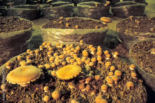 Mushroom cultivation process in troglodytic cellar in France with shiitake mushrooms growing on substrate