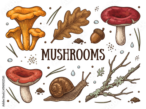 Vintage Hand Drawn Forest Mushroom Illustration Set with Snail, Oak Leaf, and Acorn, Botanical Vector Collection