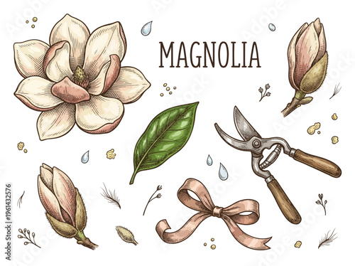 Vintage Hand Drawn Botanical Illustration Set Featuring Magnolia Flowers, Buds, Green Leaves, and Garden Pruners for Floristry and Gardening Design