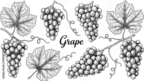Grape engraving vector set. Multiple grape clusters with leaves detailed illustration. Hand drawn vineyard botanical collection in vintage style for wine and packaging design.