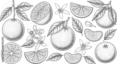 Citrus fruits engraving vector set. Oranges, lemons, slices, leaves and blossoms detailed illustration. Hand drawn botanical collection in vintage style for packaging design.