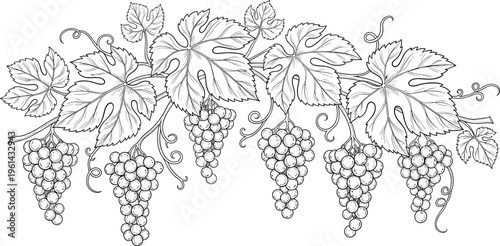 Grapes vine engraving vector set. Hanging grape clusters with leaves detailed illustration. Hand drawn botanical collection in vintage style for packaging and wine design.