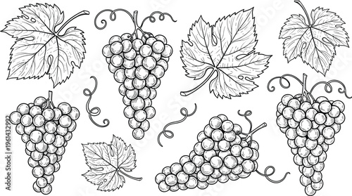 Grapes engraving vector set. Grape clusters and vine leaves detailed illustration. Hand drawn vineyard botanical collection in vintage style for wine and packaging design.