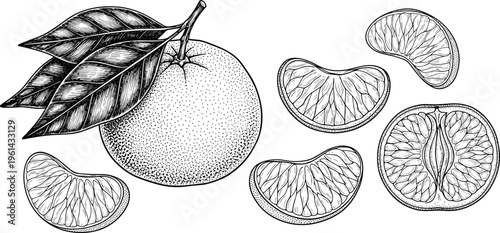 Mandarin orange engraving vector set. Whole fruit with leaves, slices and segments detailed illustration. Hand drawn citrus collection in vintage style for packaging design.