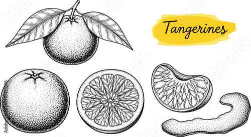 Tangerine engraving vector set. Whole fruit with leaves, slices and peeled segments detailed illustration. Hand drawn citrus collection in vintage style for packaging design.