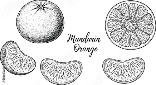 Mandarin orange engraving vector set. Whole fruit, slices and segments detailed illustration. Hand drawn citrus collection in vintage style for packaging design.