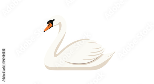 A graceful white swan with an orange and black beak floats serenely against a plain white background.