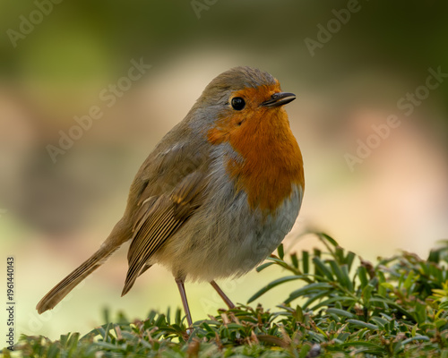 Foto Large detailed image of a robin standing on fir topiary