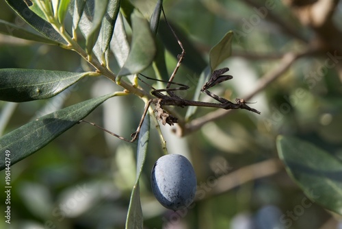 Eine Gottesanbeterin in einem Olivenbaum 
