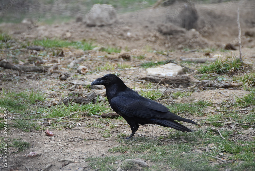 Obraz premium Corbeau noir posé sur le sol, vue de côté.