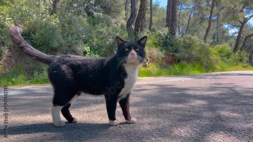 Black and white stray cat standing on quiet forest road then lying stretched on warm asphalt. Natural woodland landscape on the Princes Islands in Istanbul