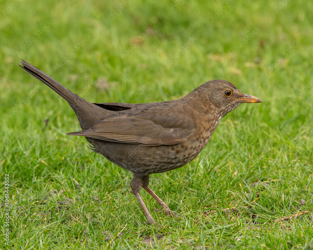 Fototapeta premium Springtime. Female blackbird on a lawn.