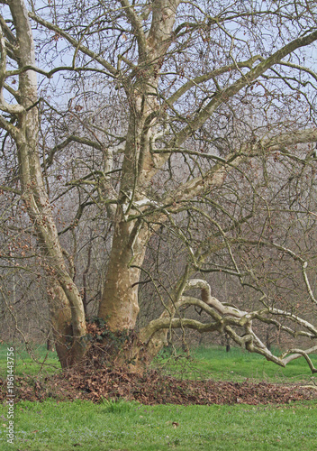 vecchio platano contorto