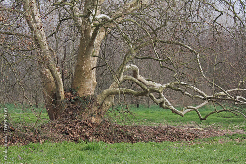 vecchio platano contorto