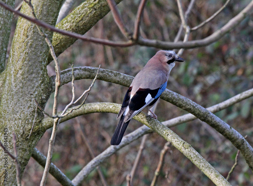 ghiandaia in sosta (Garrulus glandarius)