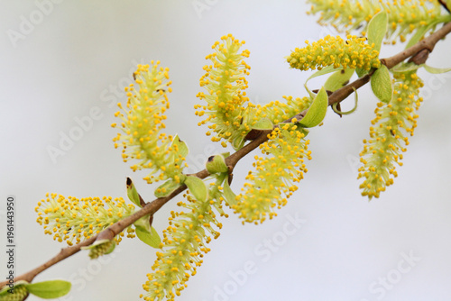 le gialle infiorescenze del salice