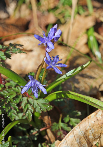 stelline azzurre nel sottobosco (Scilla bifolia)