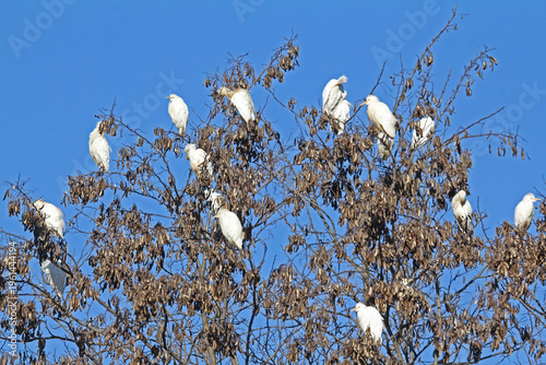 posatoio per aironi guardabuoi (Bubulcus ibis)