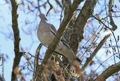 colombaccio (Columba palumbus)