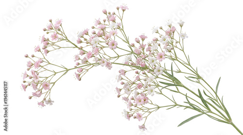 Delicate pink gypsophila flowers on white background, soft baby's breath floral sprigs, elegant botanical branch for wedding invitation design