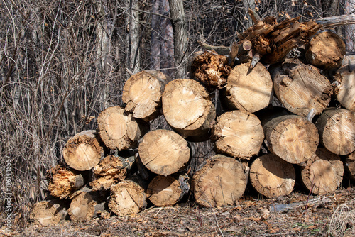 Stacked logs from a fallen tree in the forest waiting to be hauled away