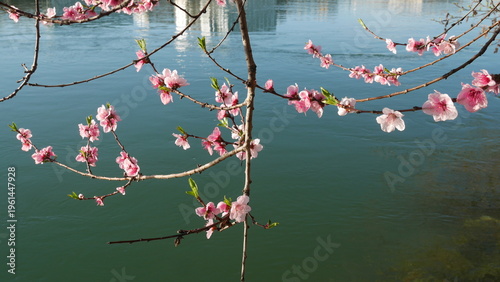 Konstfotografi Fleurs de pêcher roses au printemps, éclairées par une lumière douce, flottant paisiblement sur l'eau bleue, avec un arrière-plan urbain flou et une impressionnisme