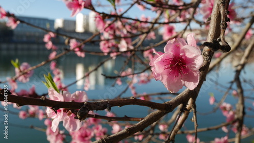 Canvastavla Fleurs de pêcher roses au printemps, éclairées par une lumière douce, flottant paisiblement sur l'eau bleue, avec un arrière-plan urbain flou et une impressionnisme
