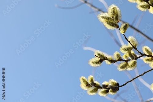 Bild auf Leinwand Beautiful pussy willow branches with catkins under blue sky, low angle view