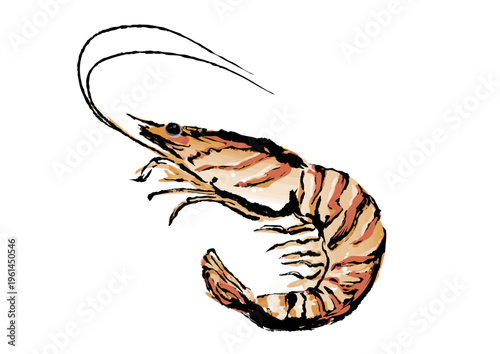 エビの墨絵イラスト	
