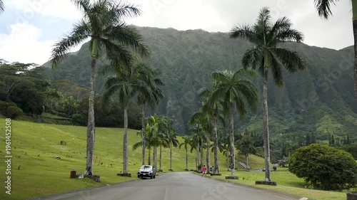 Scenic tropical road lined with majestic palm trees near Hoomaluhia Botanical Garden, Hawaii. 4K video