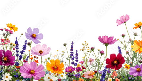 A vibrant array of diverse, colorful wildflowers against a stark black background
