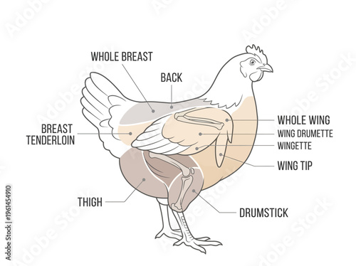 Diagram of a chicken displaying various cuts of meat, including breast, wing, thigh, and drumstick, ideal for culinary reference and butcher shops
