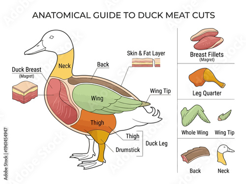 Anatomical Guide to Duck Meat Cuts A Comprehensive Breakdown for Culinary Applications