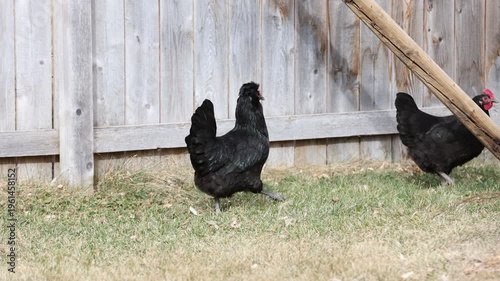 Backyard Chickens Foraging Near Fence