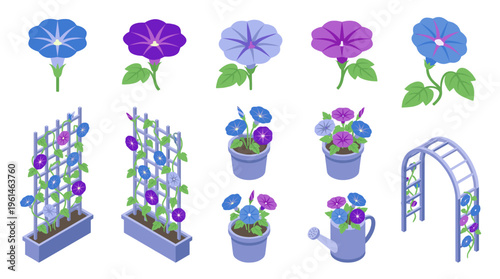Isometric morning glory vector set featuring potted plants in rectangular planters with bamboo trellises, single blossoms, and a garden arch on white background.
