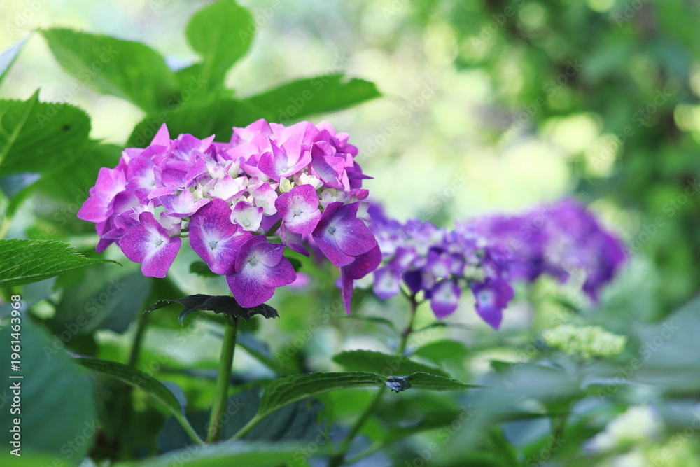 Fototapeta premium 緑の中の美しい紫陽花